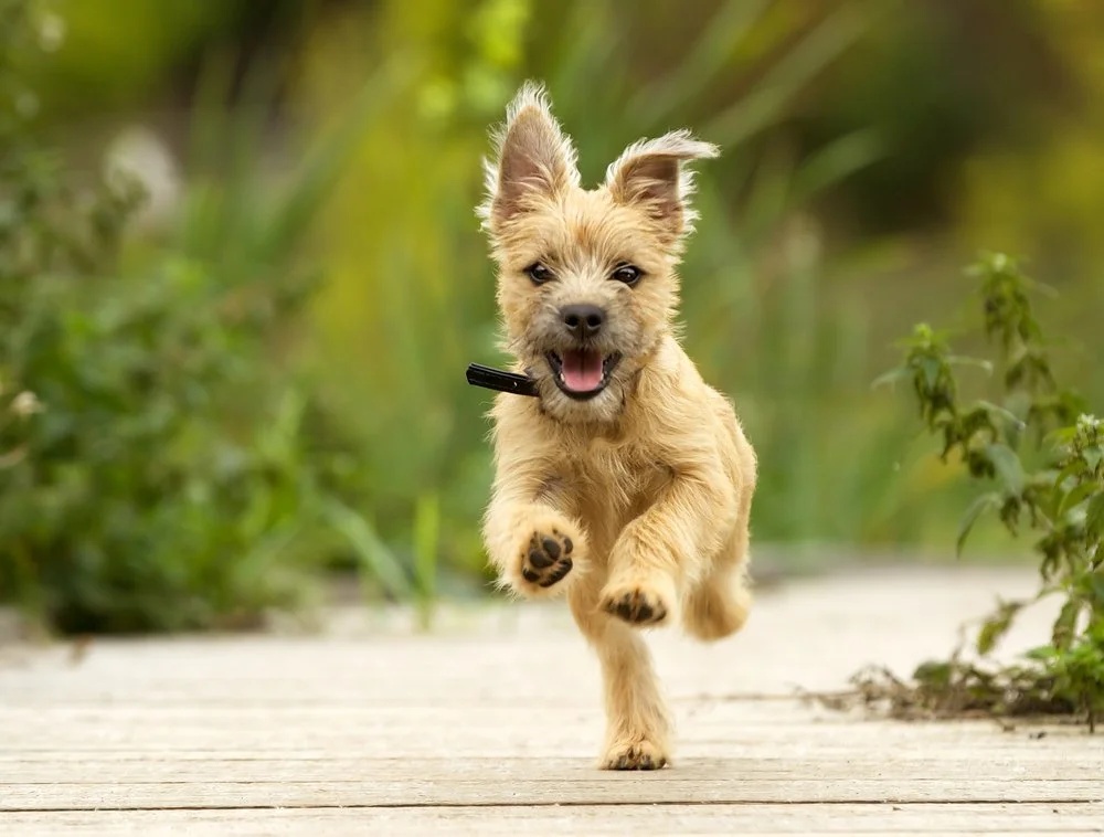 Help your dog be happy and healthy through enrichment activities