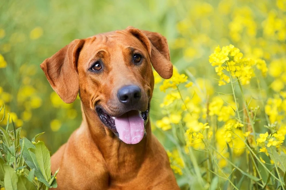Pets suffer from springtime allergies too