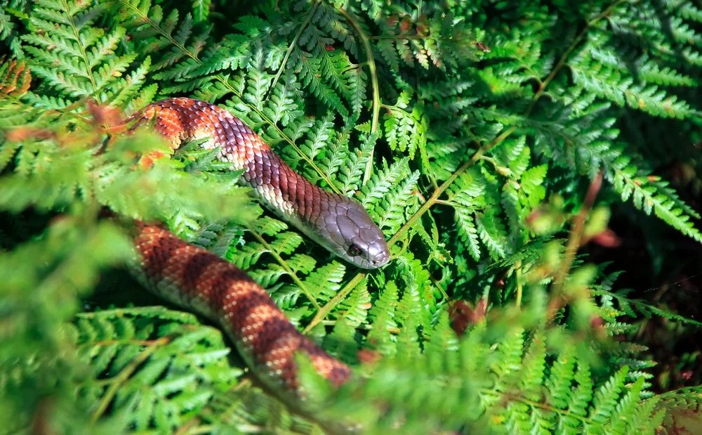Do you know what to do if a snake bites your pet?
