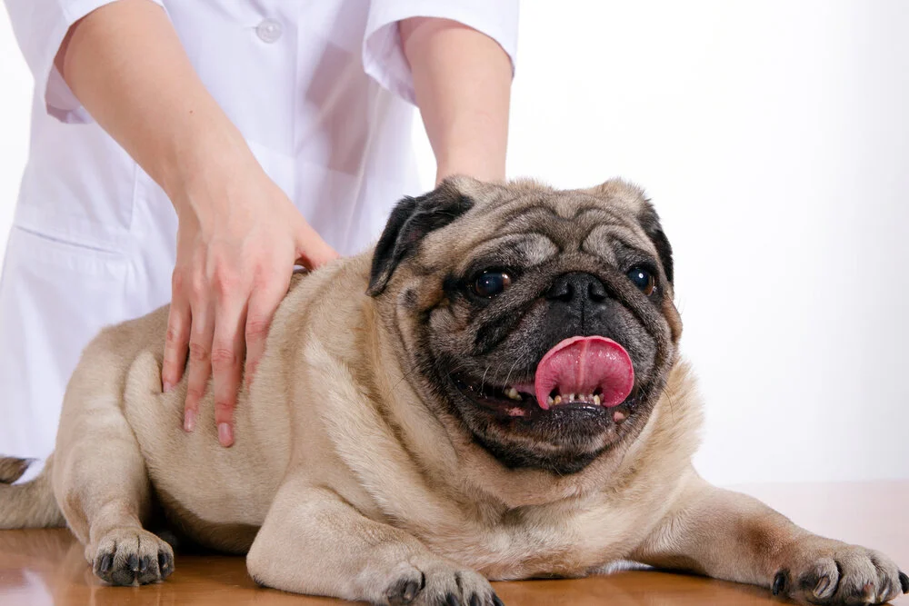 Pet dog receiving Chiropractic treatment at Ringwood Vet