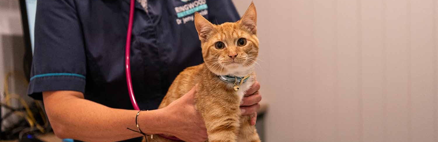 Ringwood Vet performing a physical on a families cat
