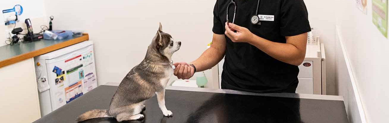 One of Ringwood Vet Clinics Veterinarians consulting on behavioural issues