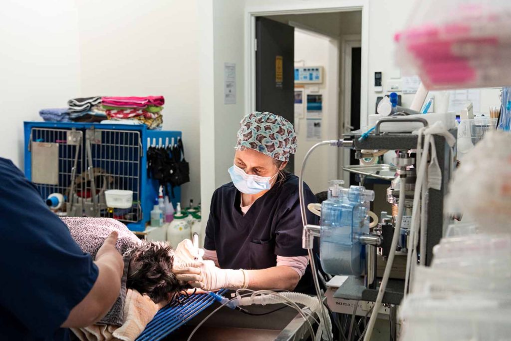 Dentistry