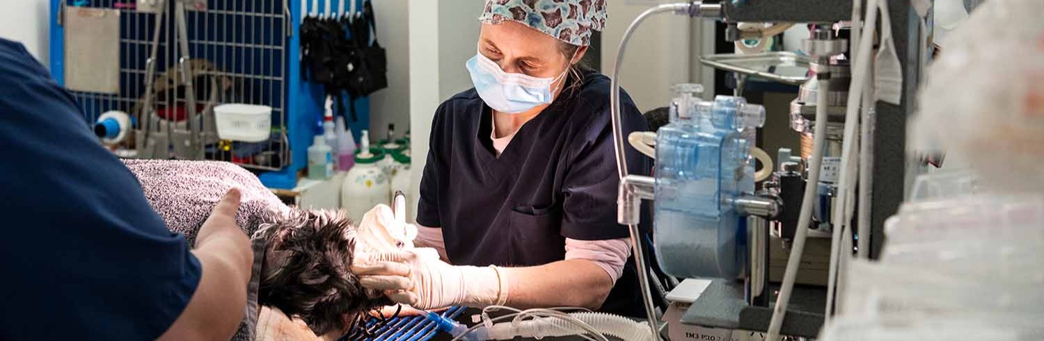 A Dog Dental being performed by Ringwood Vet
