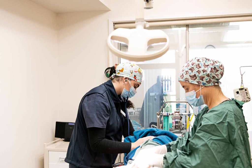 Specialist Veterinary Surgery