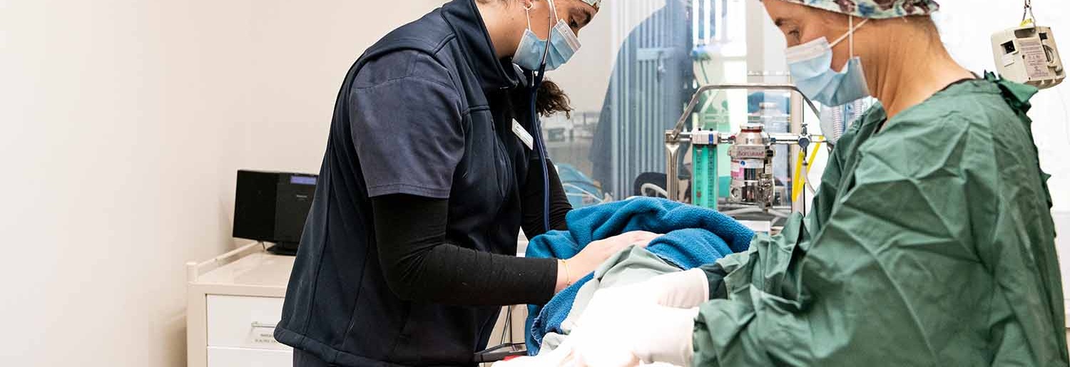 Veterinarian performing surgery on a pet at Ringwood Vet Clinic