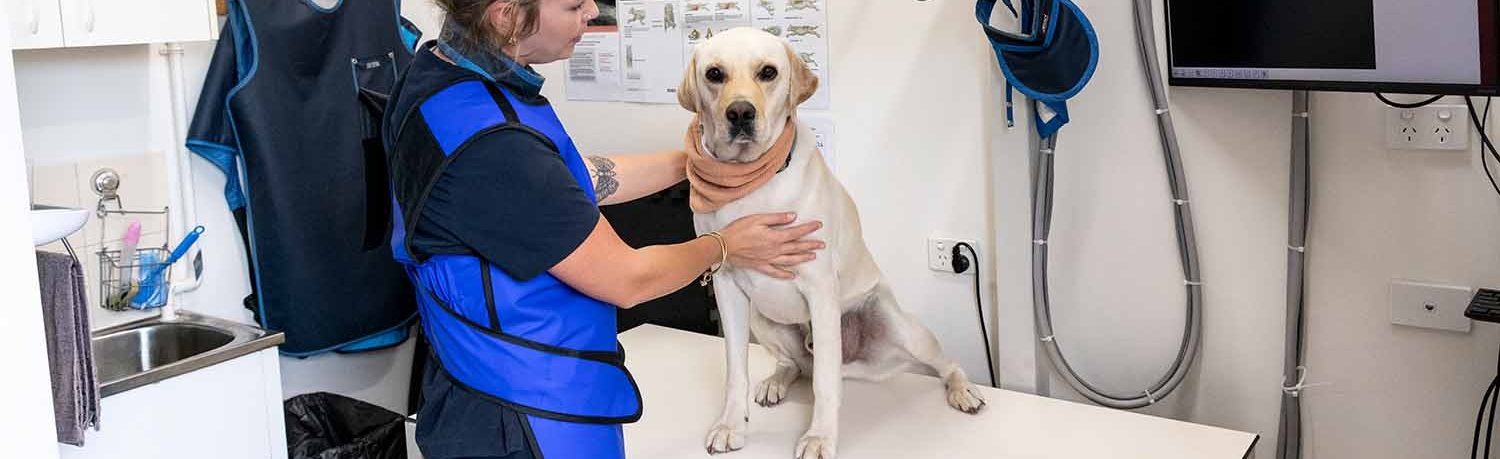 Preparing a dog for xray at Ringwood Vet Clinic